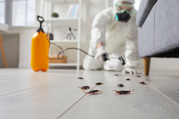 Commercial Rodent Management in Canton